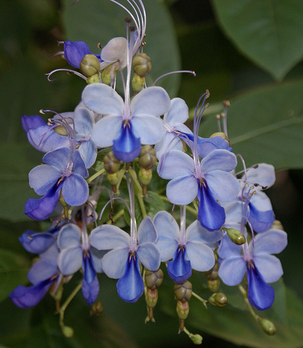 clerodendron3.jpg