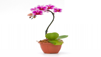 Mini Phalaenopsis