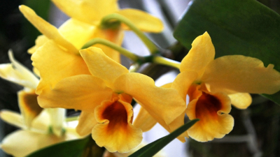 Orquídea Dendrobium 