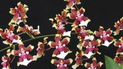 Foto de uma orquídea Sharry baby