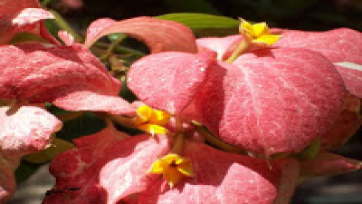 Mussaenda rosa arbustiva