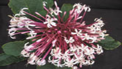 Clerodendro 
