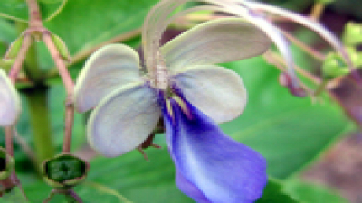 Clerodendro azul