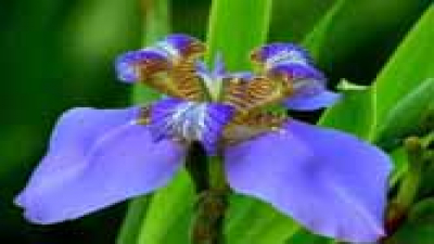 Falso iris
