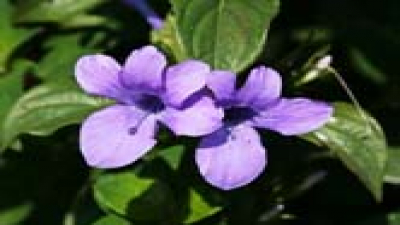 Violeta filipina