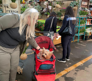 Consumidor já pode levar seu pet no Mercado de Flores da Ceasa-Campinas