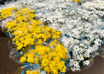Feriado de Finados aquece o Mercado de Flores com expectativa de crescimento de 30% nas vendas