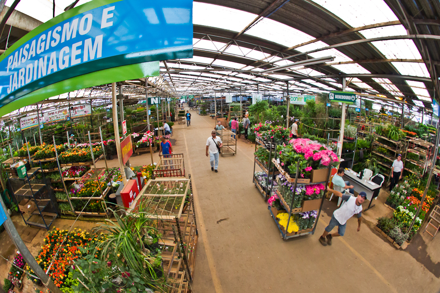 Comerciantes do Mercado de Flores da Ceasa Campinas esperam crescimento de  6% nas vendas no Finados | CEASA Campinas