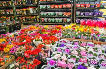 Comerciantes do Mercado de Flores da Ceasa Campinas esperam crescimento de  5% nas vendas para Finados | CEASA Campinas
