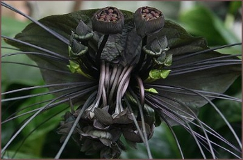 Novidade no Mercado de Flores: Flor-Morcego (Tacca Chantrieri) | CEASA  Campinas