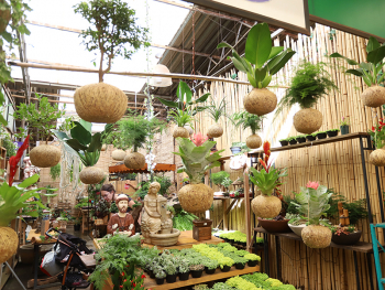 Kokedama: opção para quem quer ter planta em casa e falta espaço